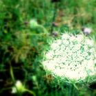 White flower