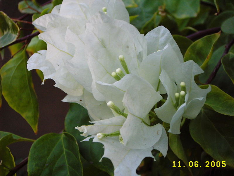 white flower