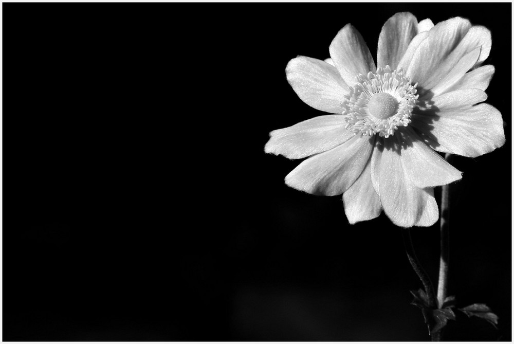 ? White Flower ?