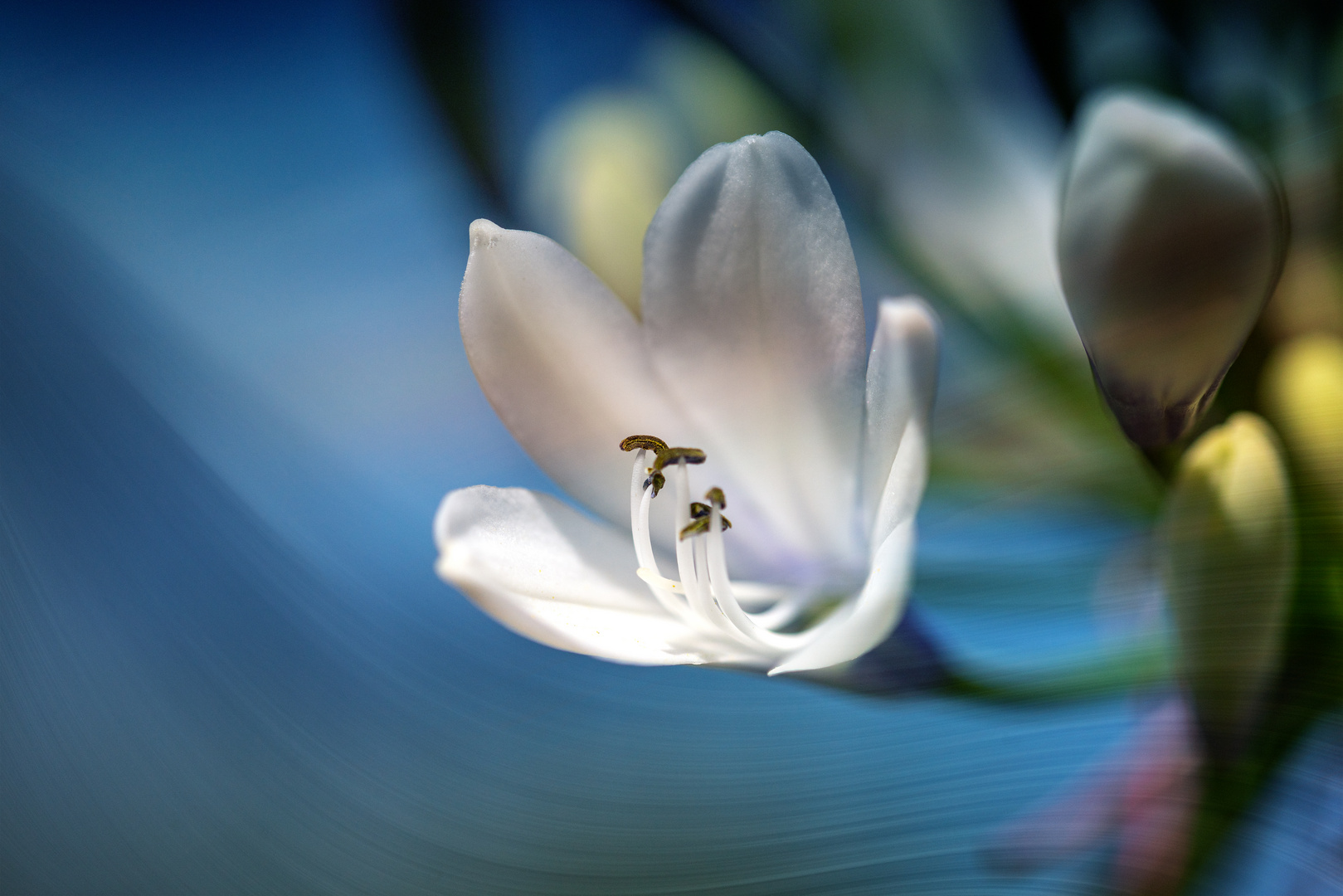 White Flower