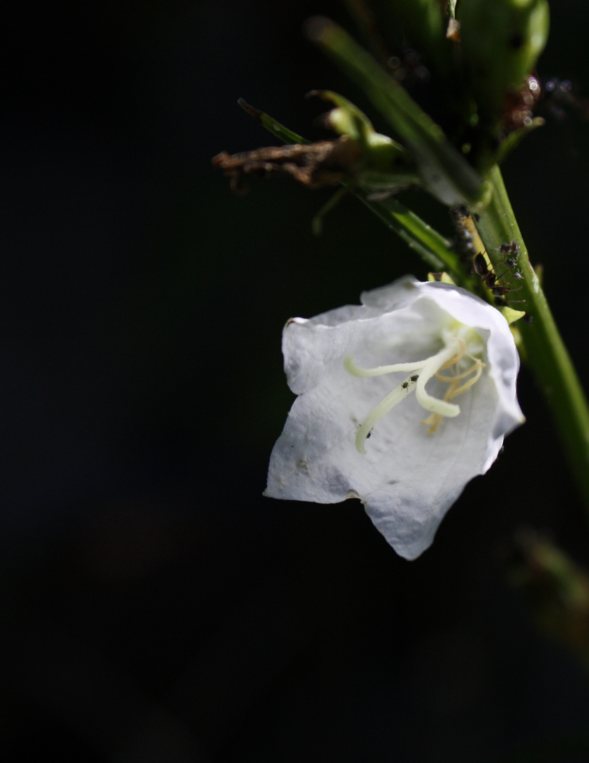 White Flower