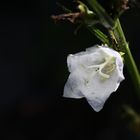 White Flower