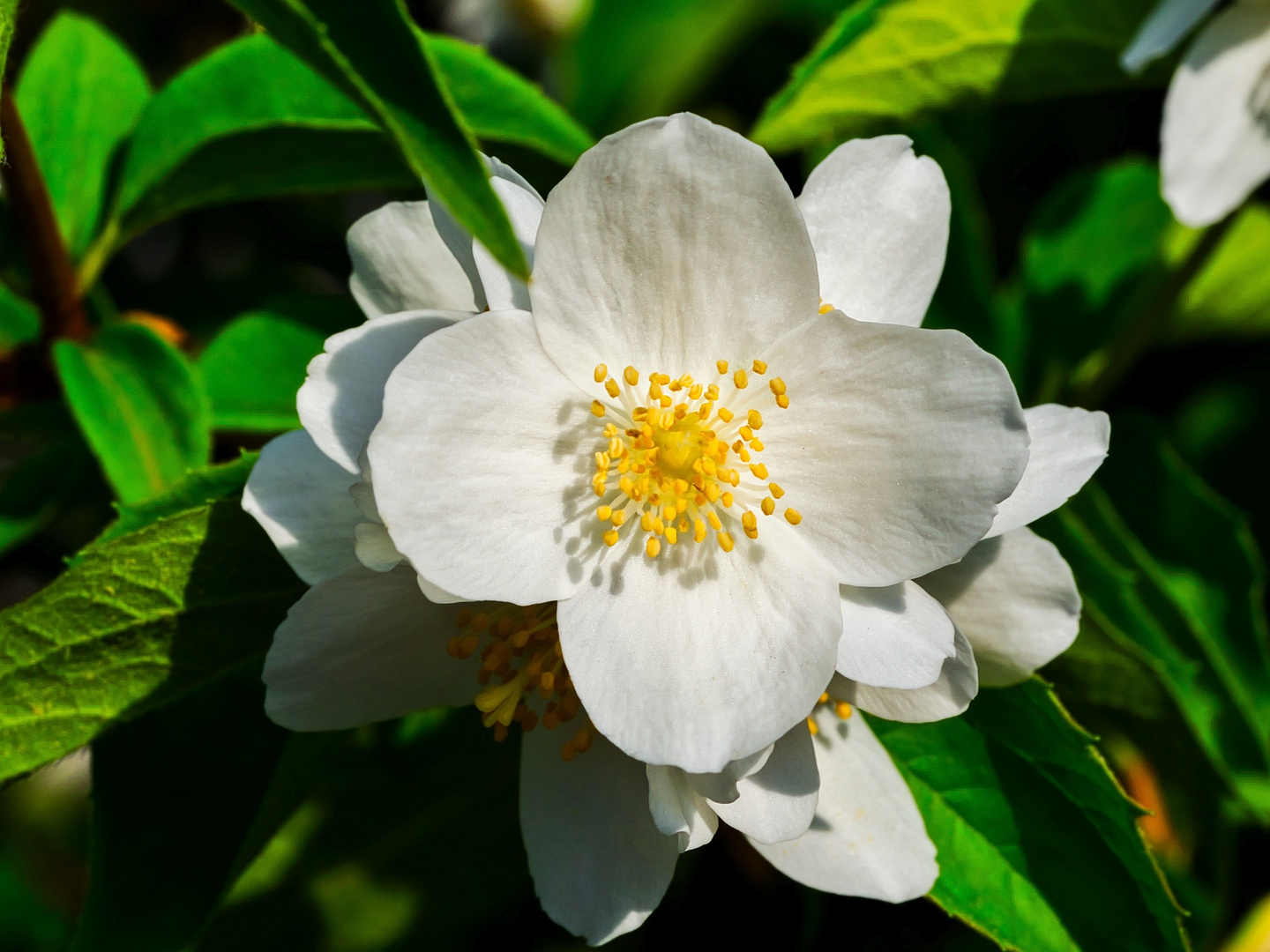 White Flower