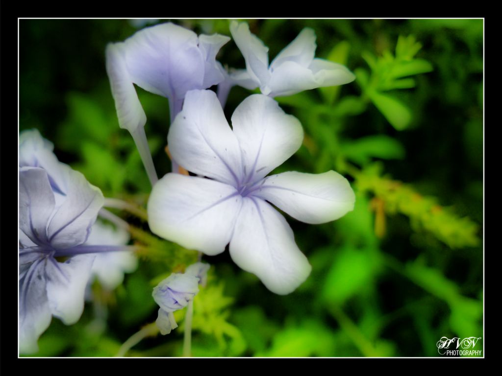 White Flower