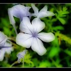 White Flower