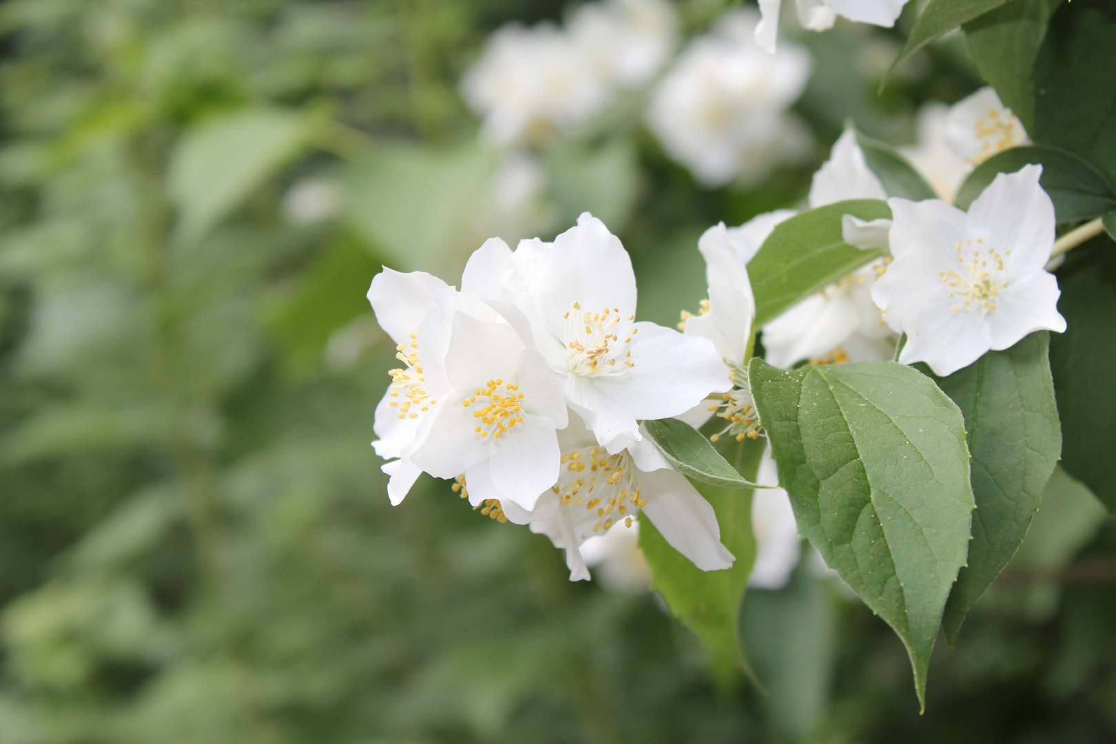 white flower