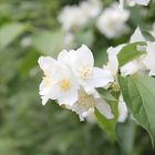 white flower