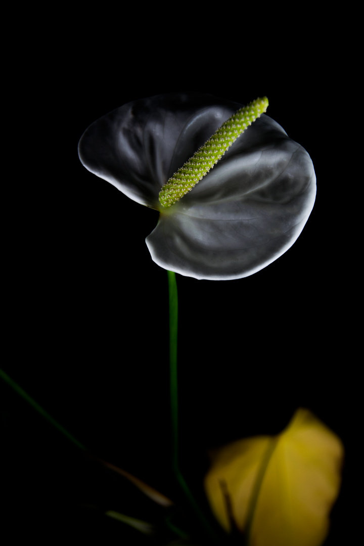 White flower