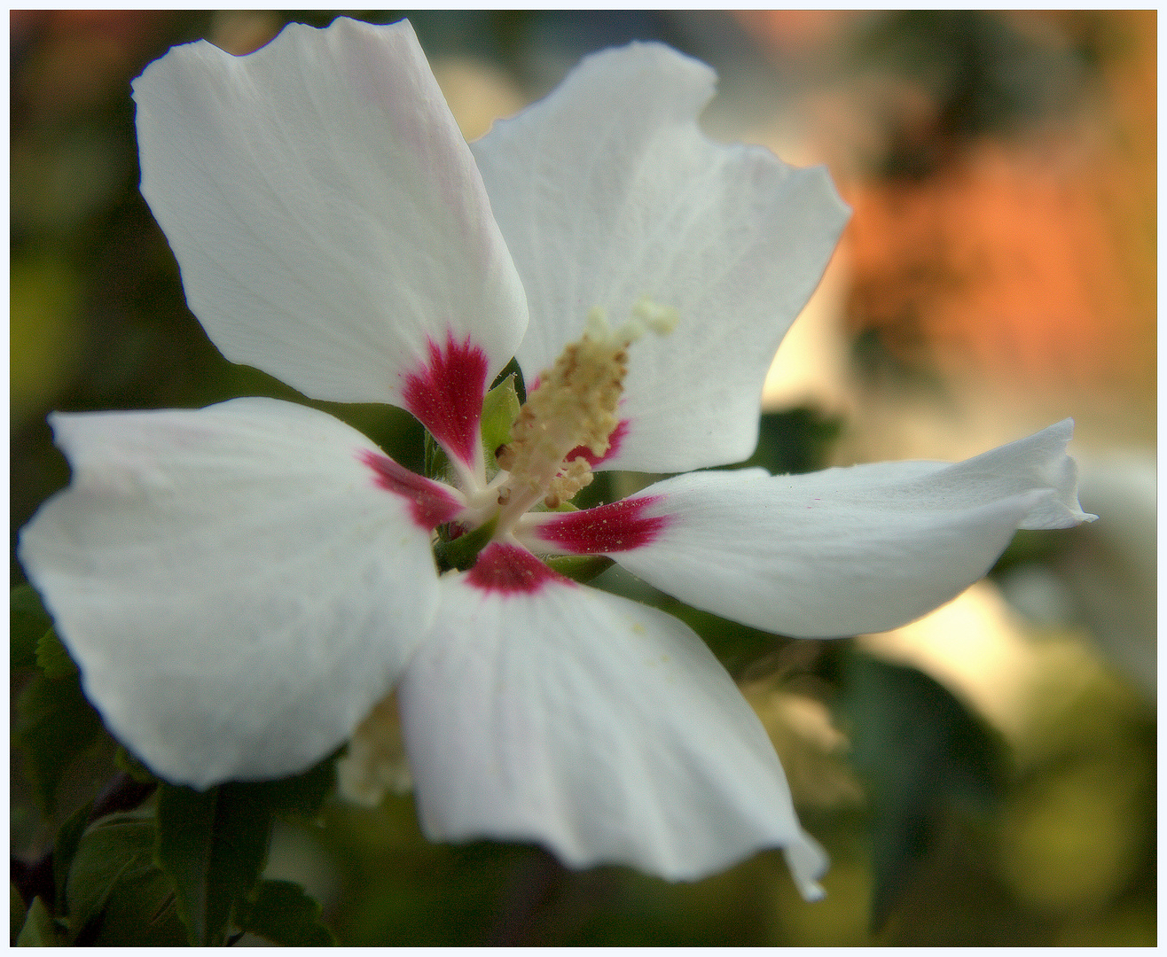 White Flower