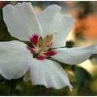 White Flower