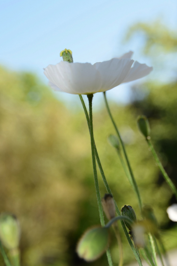 White Flower