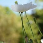 White Flower