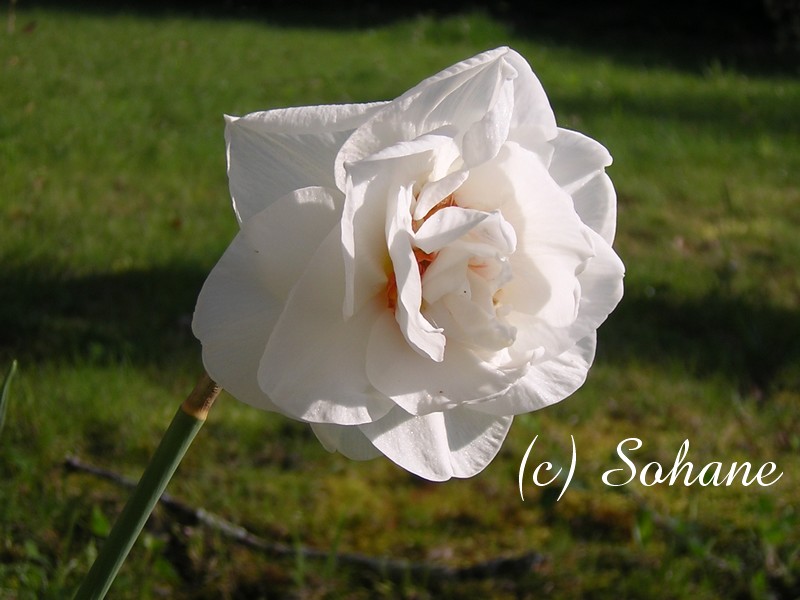 White Flower