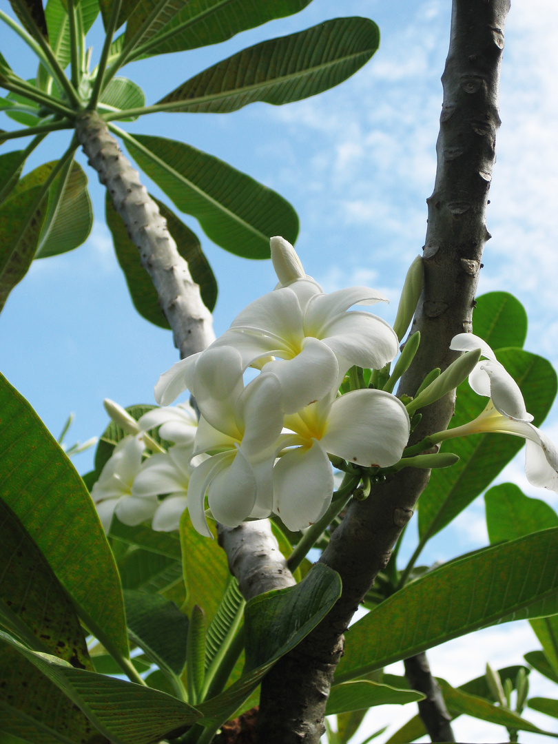 White Flower