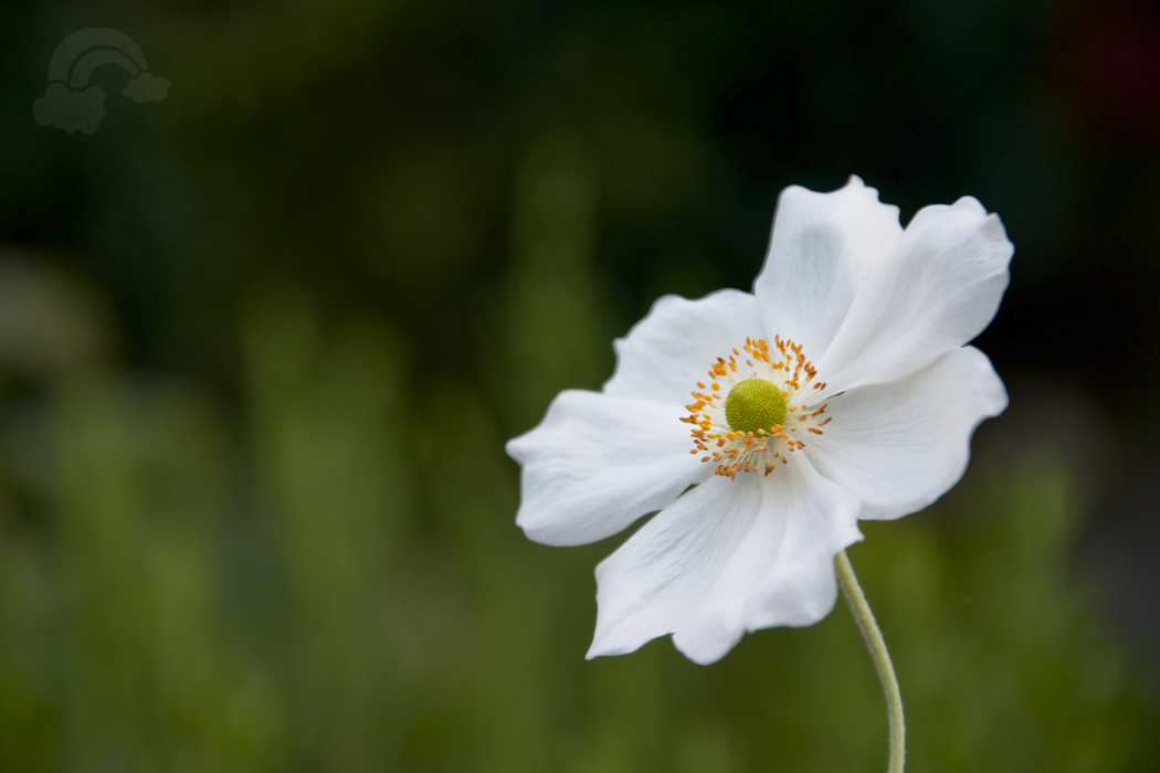 white flower