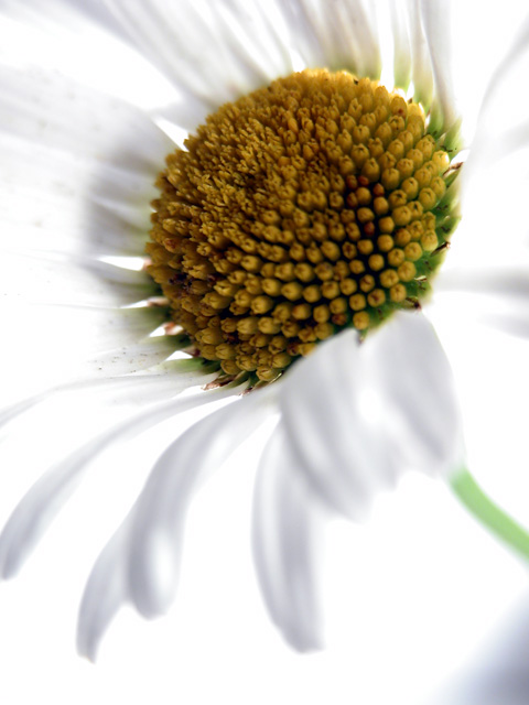 White Flower