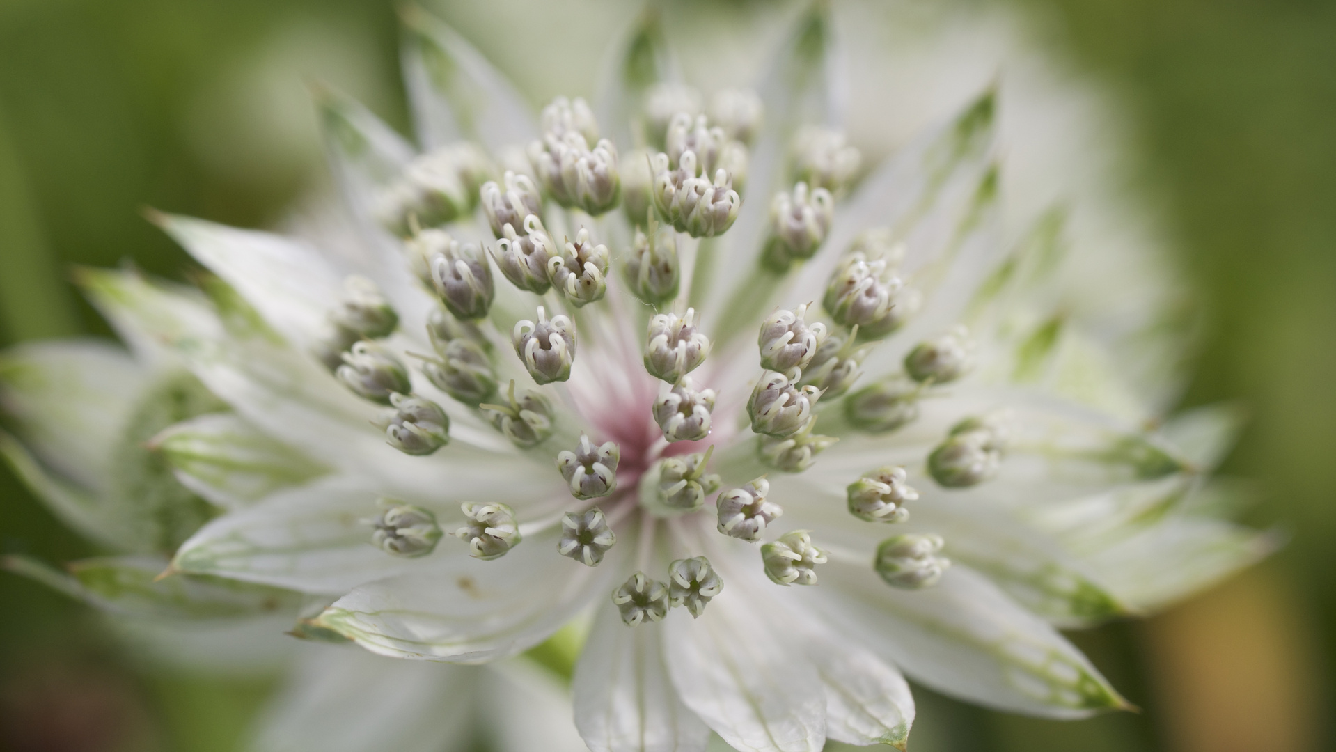 White Flower