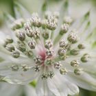 White Flower