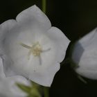 White Flower