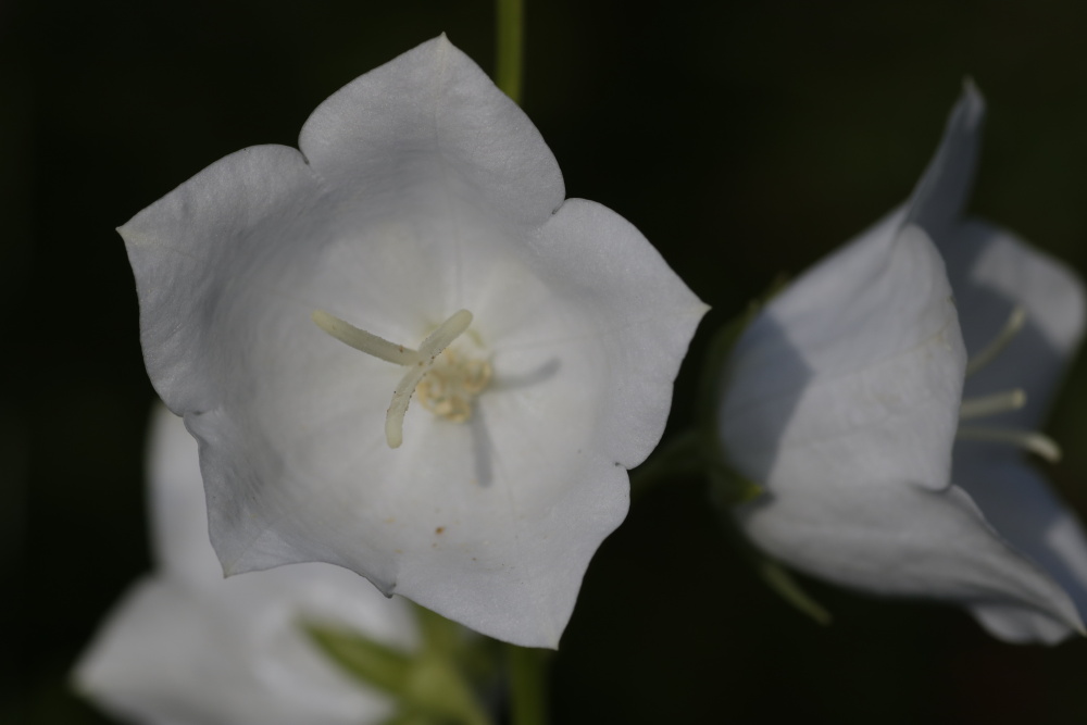 White Flower