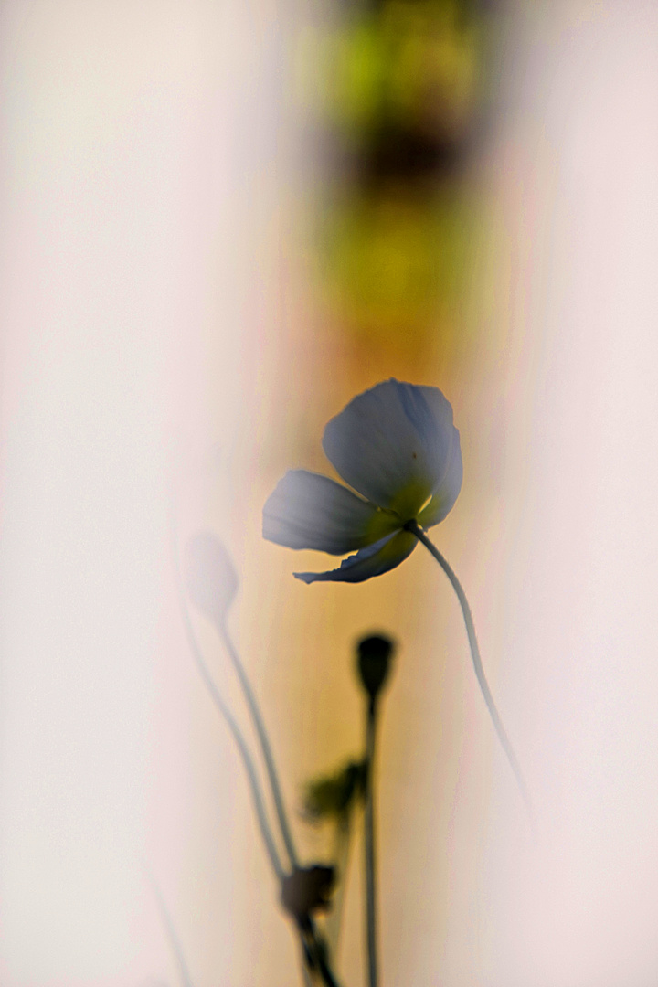 White Flower