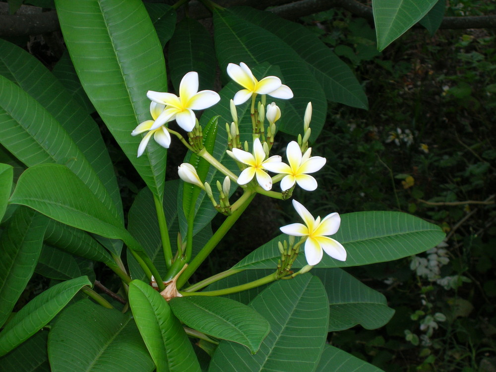 white flower