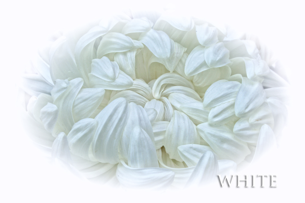 WHITE FLOWER