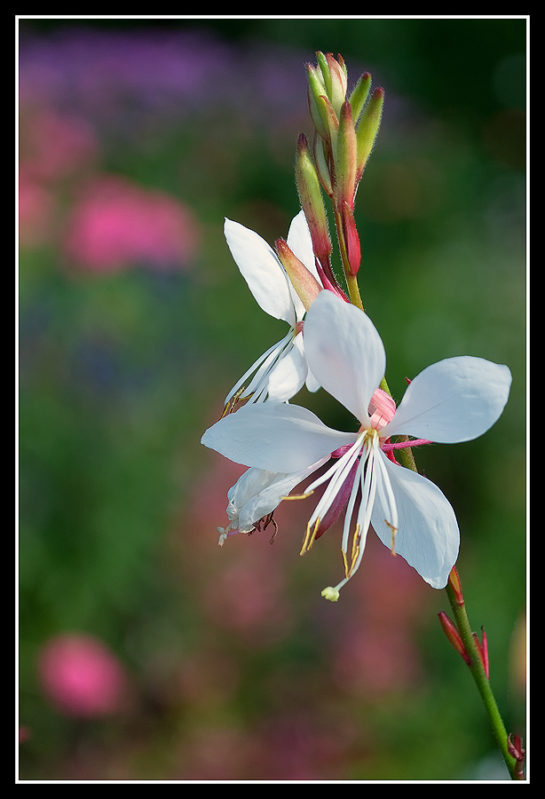 White Flower