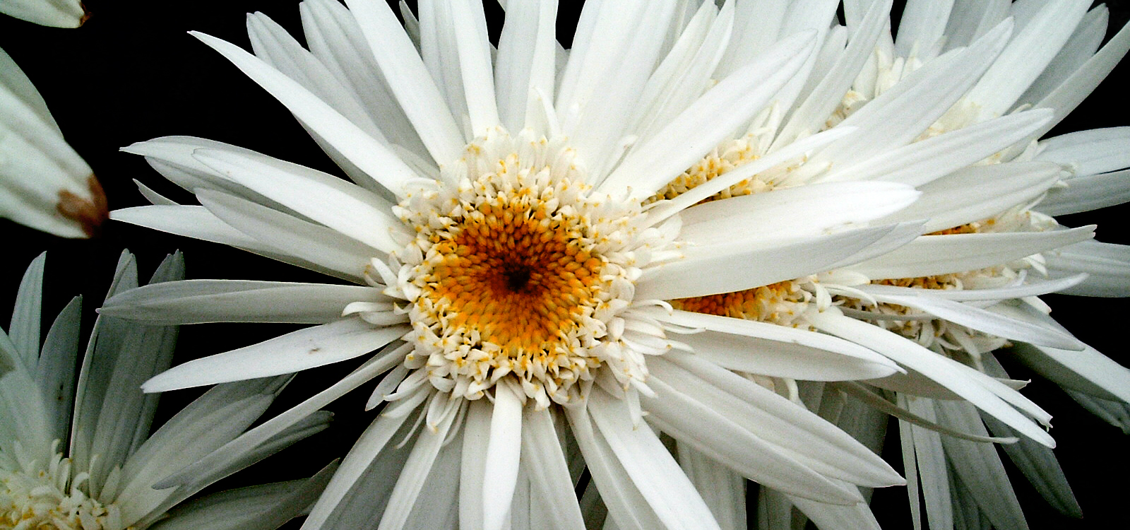 white Flower