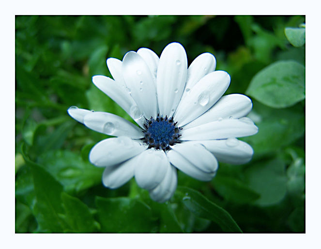 white flower