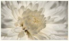 ~~ white flower ~~