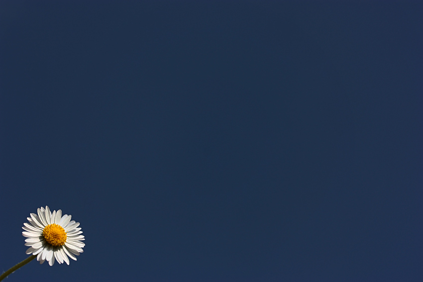 white flower - blue sky