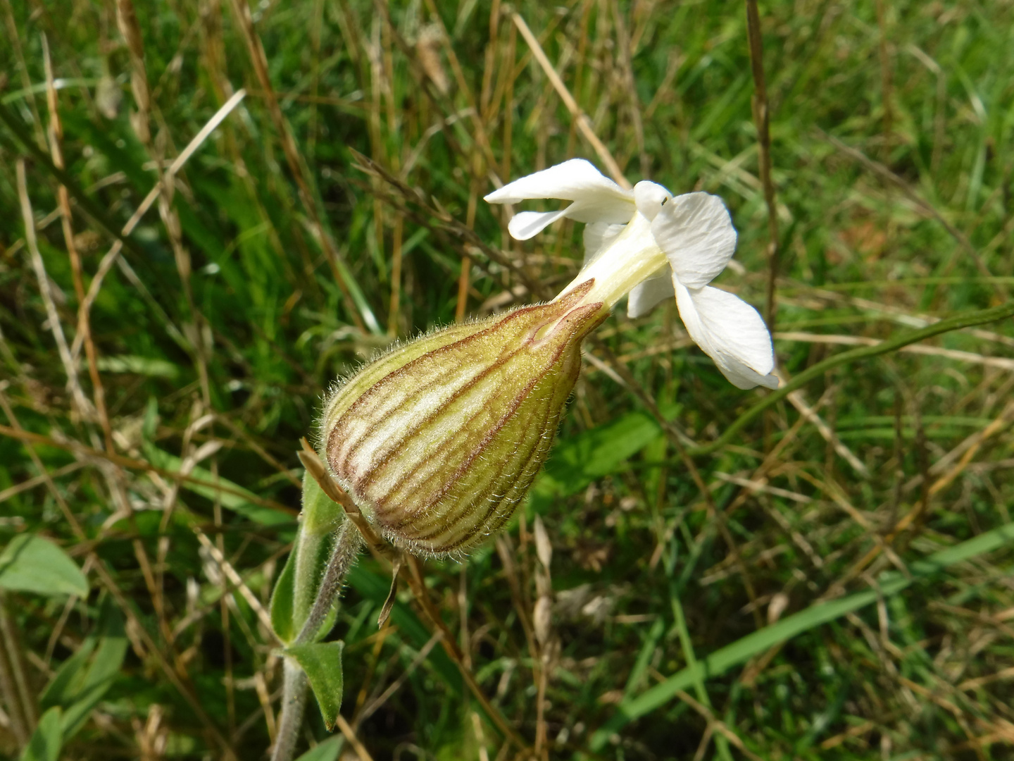 White flower bulb