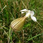 White flower bulb