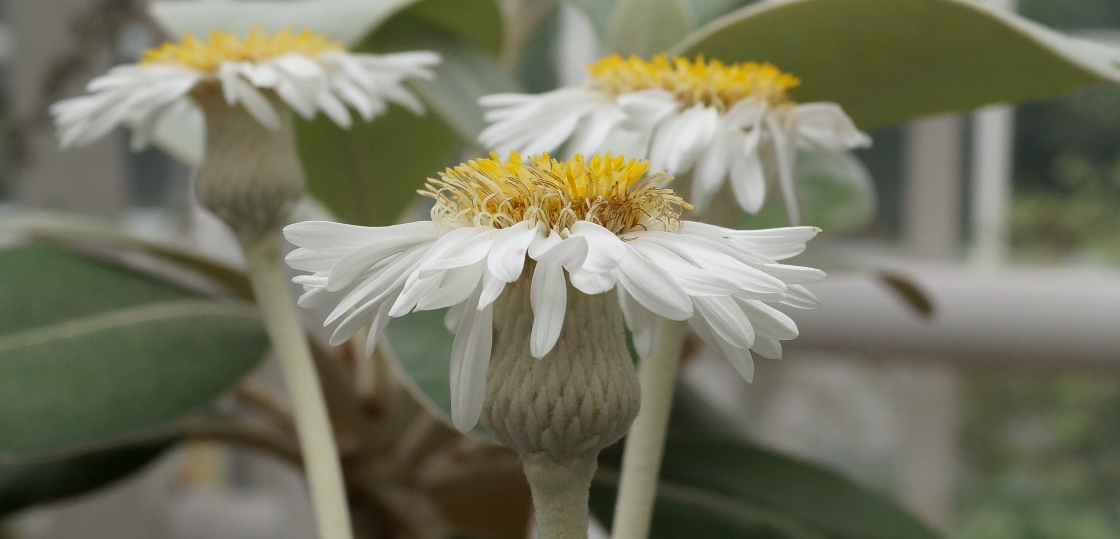 White Flower