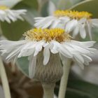 White Flower