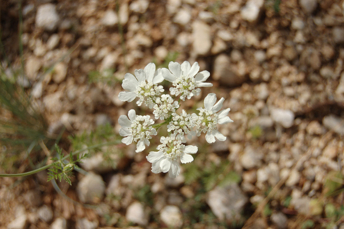 White flower