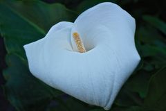 white flower