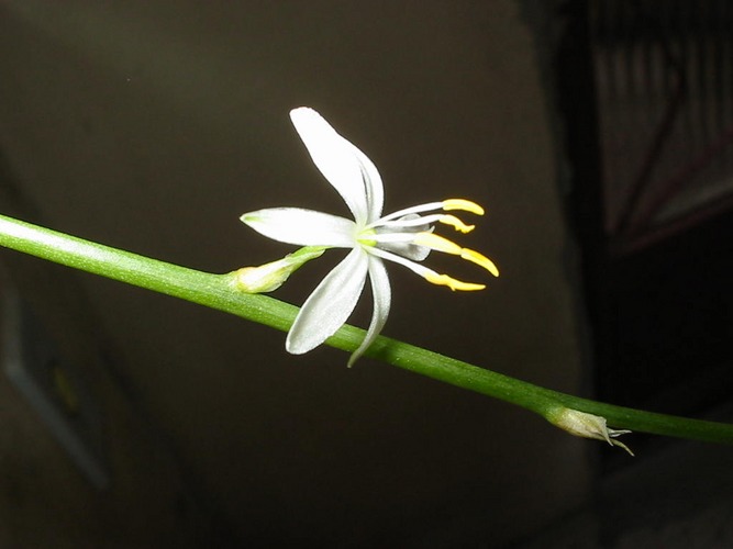 White Flower