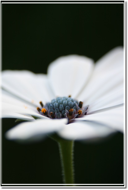 ...white flower...