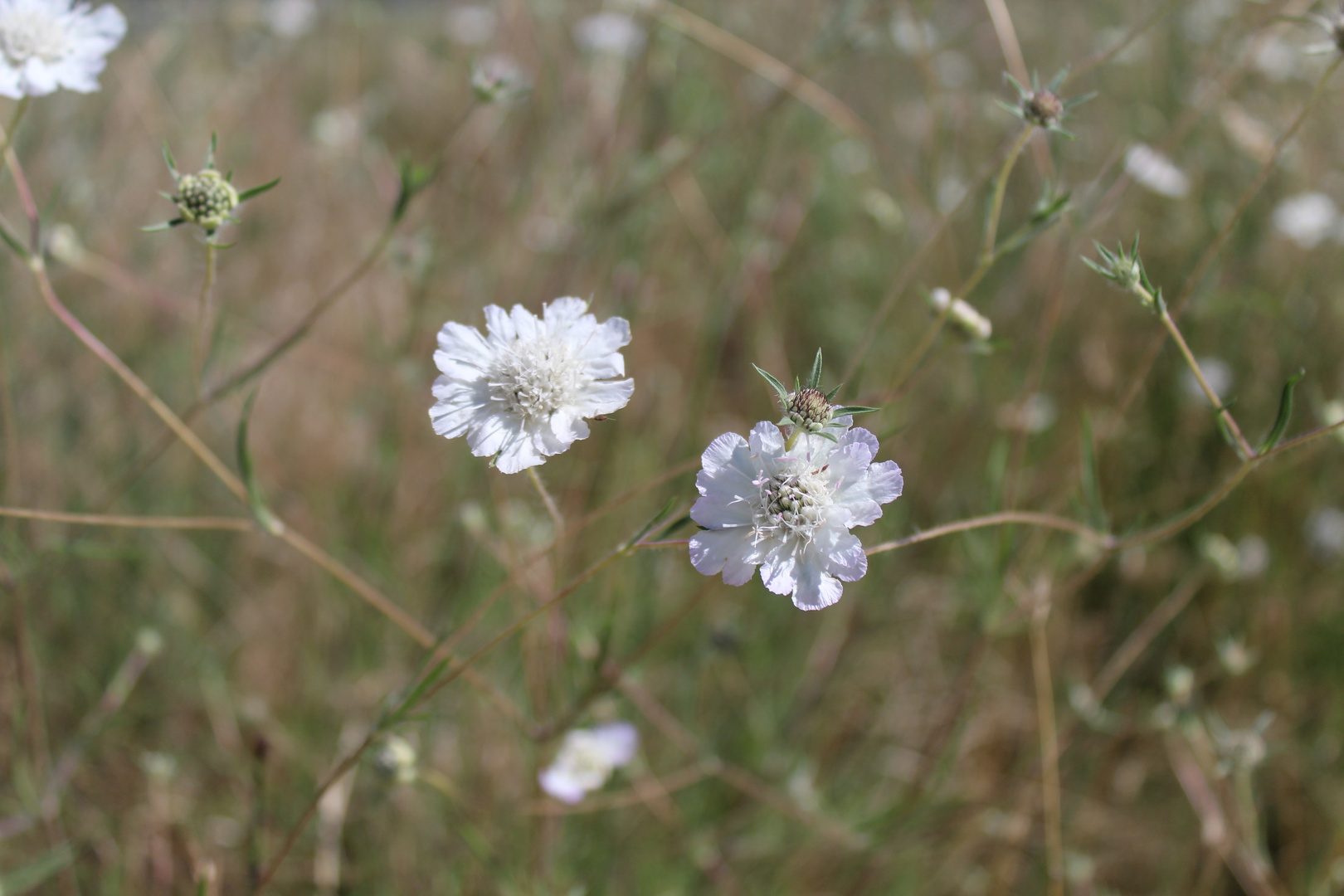 White flower