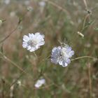 White flower