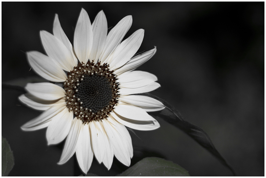 white Flower