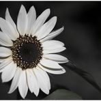 white Flower