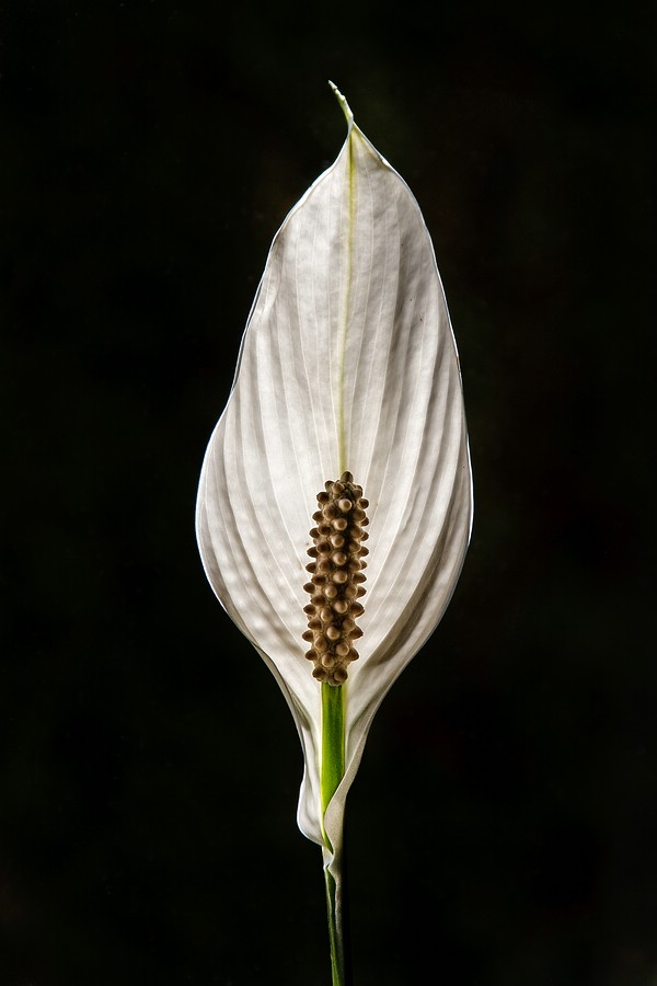 "White Flower"