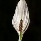 "White Flower"