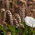 White Flower