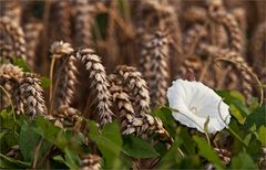 White Flower