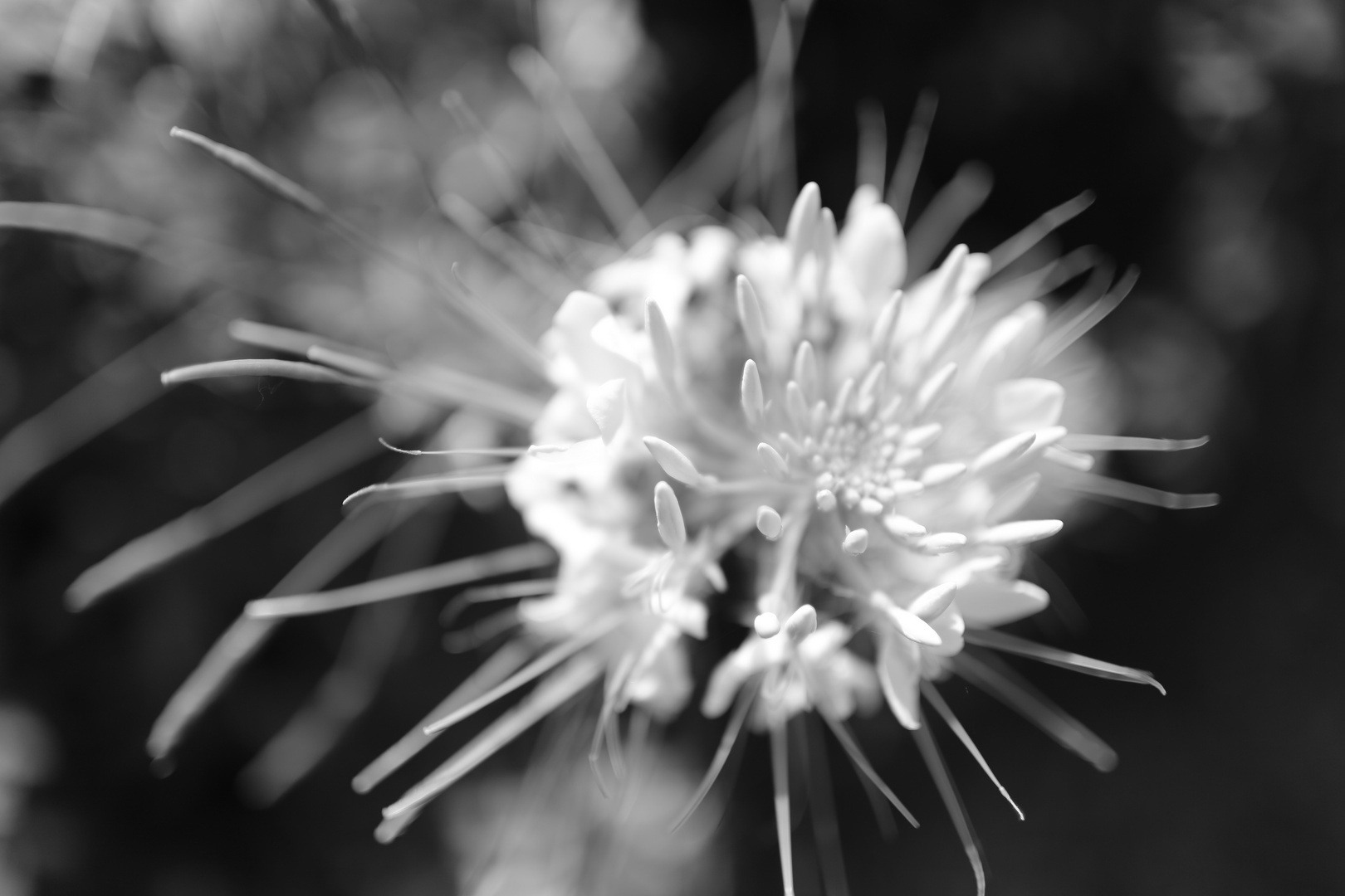 White flower