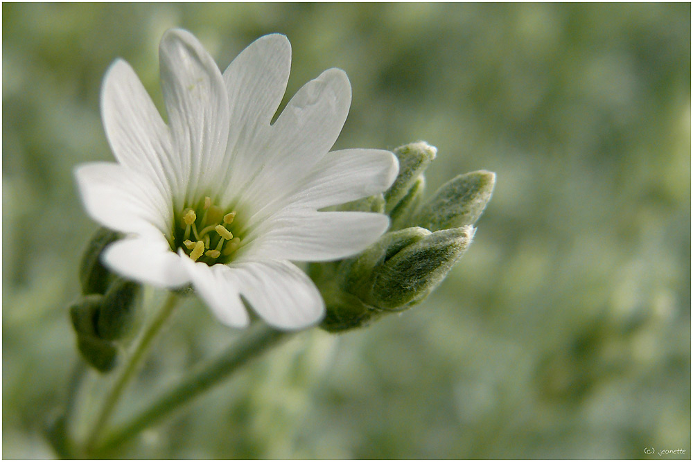 ~wHiTe FloWeR~